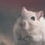 exterminer les souris