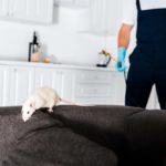 Service de Dératisation à Paris : Éradiquer les Rats en Toute Sécurité