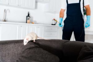 Service de Dératisation à Paris : Éradiquer les Rats en Toute Sécurité