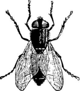 comment se débarrasser des mouches noires