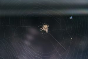 araignée de nuit