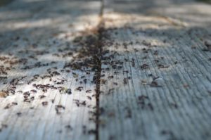 lutte contre les fourmis