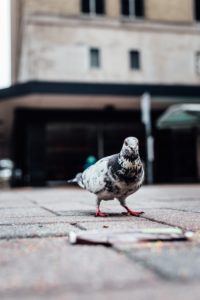 chasser pigeons de paris