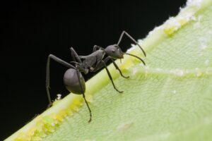 Les différentes espèces de fourmis en France : comment les reconnaître et agir