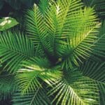 Plantes vertes en pot dans un interieur clair