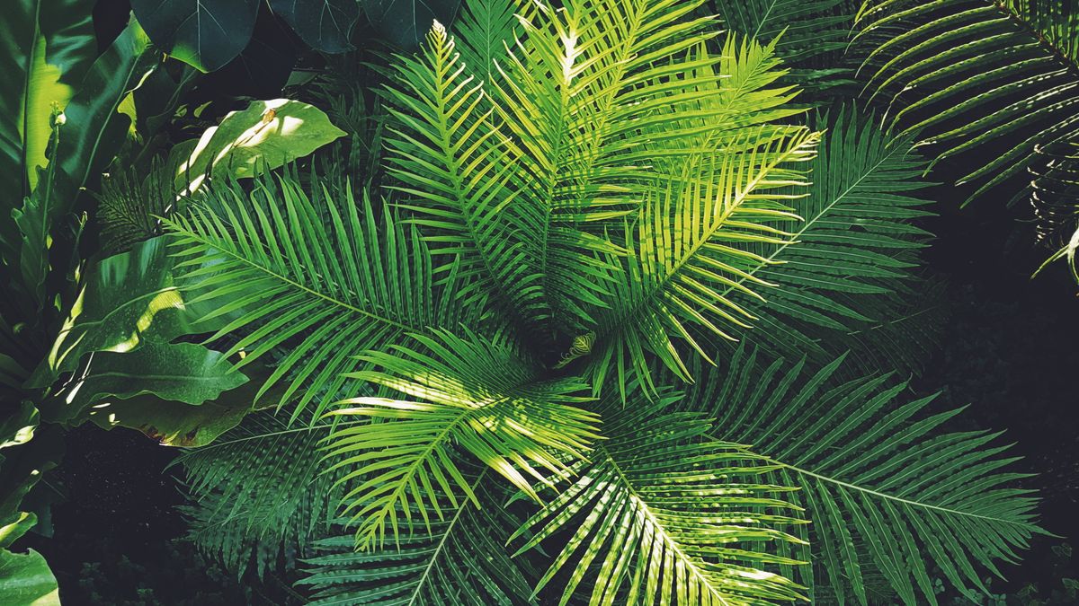 Plantes vertes en pot dans un interieur clair